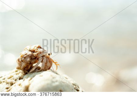 A small and cute natural hermit crab on a coral found in the ocean of Okinawa