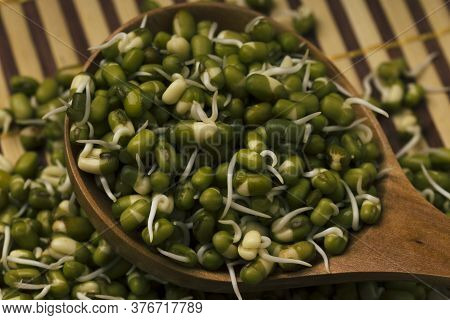 Fresh Sprouts Of Bean Seeds. Mungbean Close Up