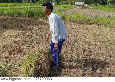 Farmers Harvesting Rice Field. Threshing Rice, Farmer Manual Rice Harvest. An Elderly Balinese Man T