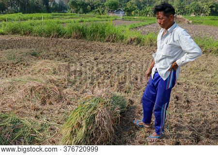 Farmers Harvesting Rice Field. Threshing Rice, Farmer Manual Rice Harvest. An Elderly Balinese Man T