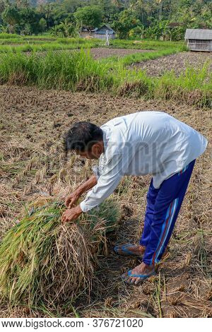 Farmers Harvesting Rice Field. Threshing Rice, Farmer Manual Rice Harvest. An Elderly Balinese Man T