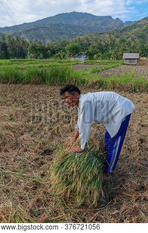 Farmers Harvesting Rice Field. Threshing Rice, Farmer Manual Rice Harvest. An Elderly Balinese Man T