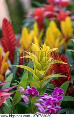Vriesea (vriesea Bromeliaceae) Is A Tropical Ornamental Plant With Exotic Flowers Of Various Colors.