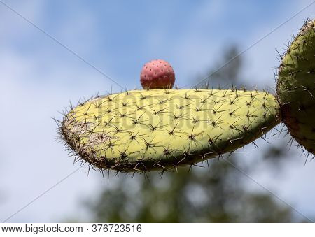 Opuntia Ficus-indica Is A Species Of Cactus That Has Long Been A Domesticated Crop Plant Important I