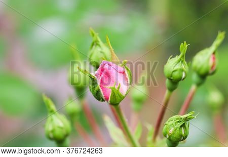 Soft Pink Rose Bonica Buds In The Garden. Perfect For Background Of Greeting Cards For Birthday, Val
