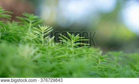 Fresh Greenery Foliage Of Needle-like Leaves Of Sedum Angelina Plant Or Stonecrop Spreading On Blurr