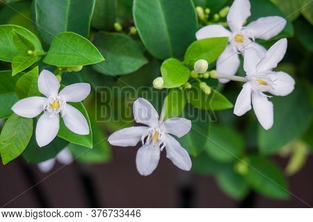 Beautiful Green Leaves Bush And Petite Starry Pure White Petals Of Snowflake Fragrant Flower Bloomin