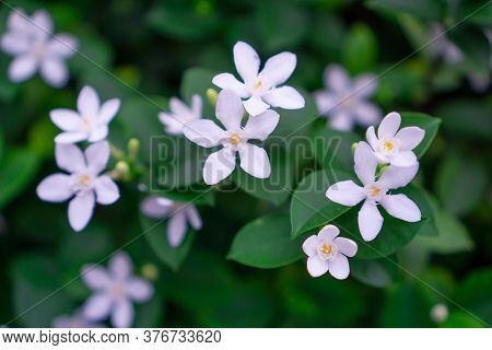 Beautiful Green Leaves Bush And Petite Starry Pure White Petals Of Snowflake Fragrant Flower Blossom