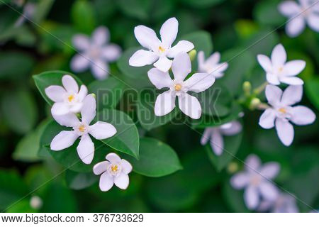 Beautiful Green Leaves Bush And Petite Starry Pure White Petals Of Snowflake Fragrant Flower Blossom