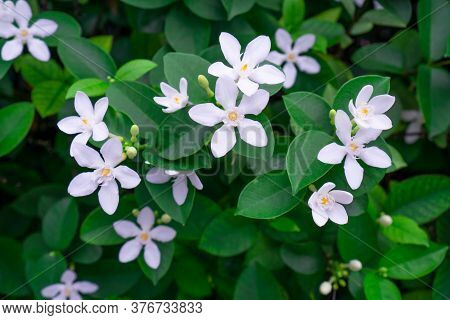 Beautiful Green Leaves Bush And Petite Starry Pure White Petals Of Snowflake Fragrant Flower Bloomin