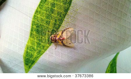 Verschillende Insect - vlinder