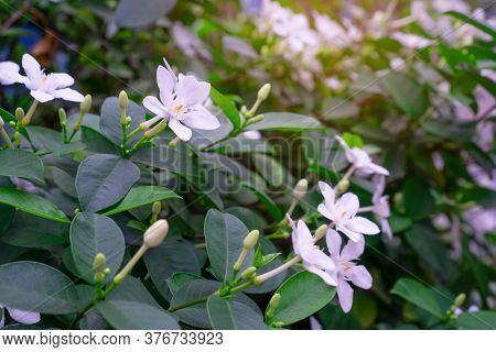 Beautiful Green Leaves Bush And Petite Starry Pure White Petals Of Snowflake Fragrant Flower Bloomin