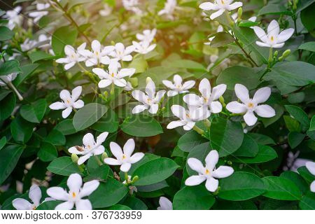 Beautiful Green Leaves Bush And Petite Starry Pure White Petals Of Snowflake Fragrant Flower Bloomin
