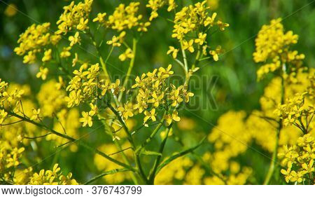 Barbarea Vulgaris