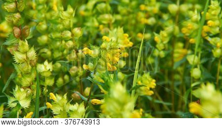 Rhinanthus Angustifolius,   Narrow-leaved Rattle Or Greater Yellow-rattle,  Annual Wildflower Native