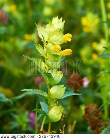 Rhinanthus Angustifolius