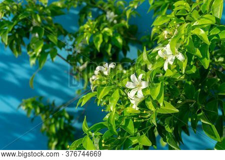 Prettyl White Pitals Of Orange Jessamine Blooming On Green Leaf Background Under Sunlight, Tropical 