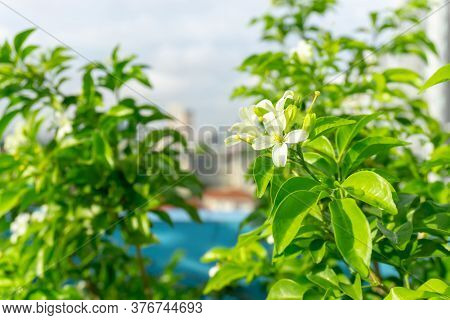 Prettyl White Pitals Of Orange Jessamine Bloosom On Green Leaf Background Under Sunlight, Tropical P