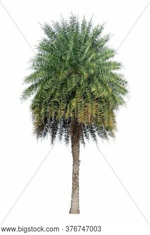 Single Phoenix Dates Palm Tree Isolated On White Background, Pinate Silver Leaf Of Palmae Plant Die 
