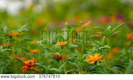 Field Of Yellow And Orange Petals Of Narrowleaf Zinnia Blooming On Small Bud And Green Leaves, Know 
