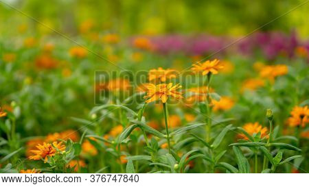 Field Of Yellow And Orange Petals Of Narrowleaf Zinnia Blooming On Small Bud And Green Leaves, Know 