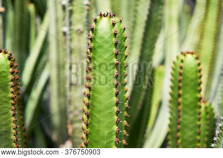 Close up of succulent green cactus at botanical garden
