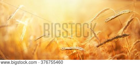 An agricultural field with wheat. Ripe ears of grain in strong sunlight early morning. Nature background. Summer landscape.