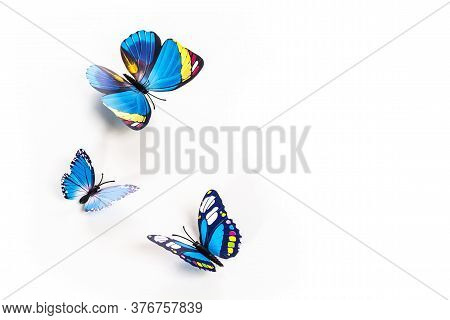 Blue Butterflies Isolated On White Background. Place For Text