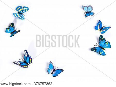 Blue Butterflies Isolated On White Background. Place For Text