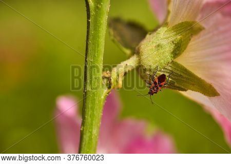 Red Bedbug Soldier Sits On Green Flower Trunk. Macro Effect Photo.