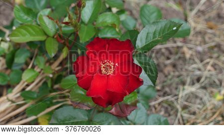 Beautiful Simple Red Rose On Bush With Dried Grass Background