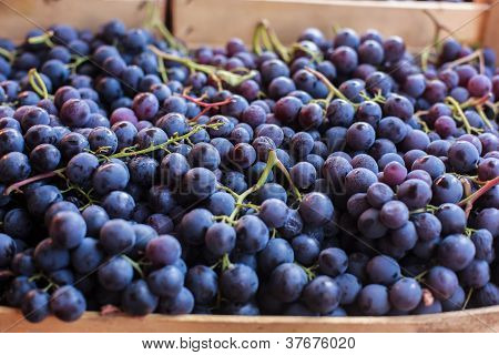 Uvas