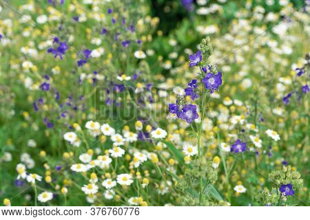 Violet Flower Of Jacob's Ladder, Polemonium Caeruleum Or Greek Valerian.