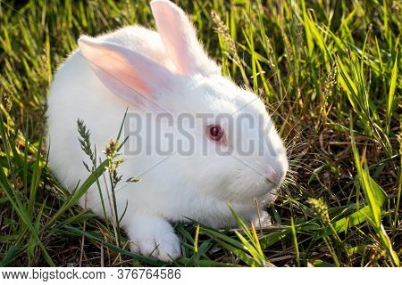 The Pannon White Rabbit Sits On The Green Grass. Meat Large Broiler Bunny.