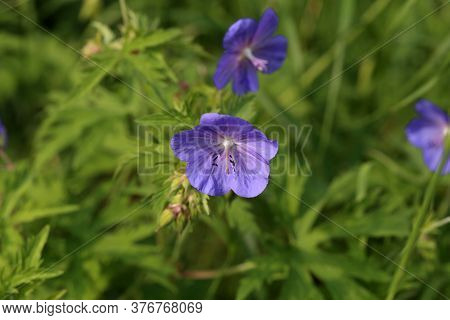 Delicate Blue Flowers Of The Meadow Geranium