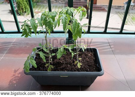Tomato Seedlings Are Planted In A Pot On The Balcony. Self-cultivation Of Vegetables, Hobby Gardenin