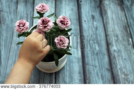 The Hand Of A Small Child Reaches For The Carnation Flowers That Grow In A White Pot. The Concept Of
