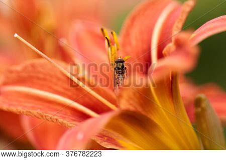Closeup View Of A Hoverfly - Family Syrphidae