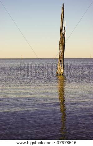Árbol de ciprés que se decae en un lago