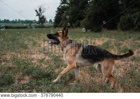 A German Shepherd Plays With Soap Bubbles. The Dog Catches Soap Bubbles With Its Mouth, Games With T