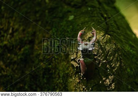 Stag Beetle Lucanus Cervus Male In Macin Mountains Romania