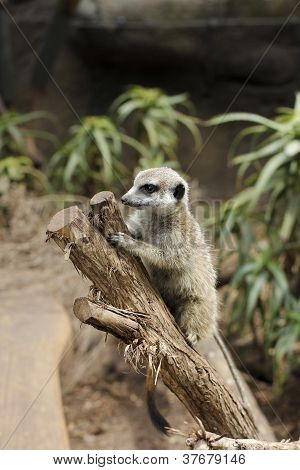 Merkat