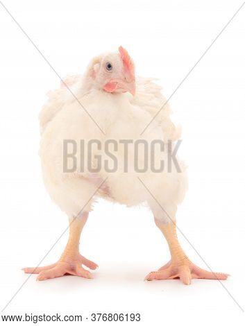 Young Broiler Chicken On Isolated White Background.