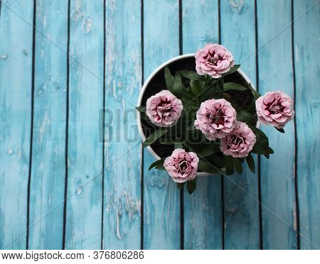 Pink garden carnation in a white planter on a wooden gray background. Concept of growing plants at h