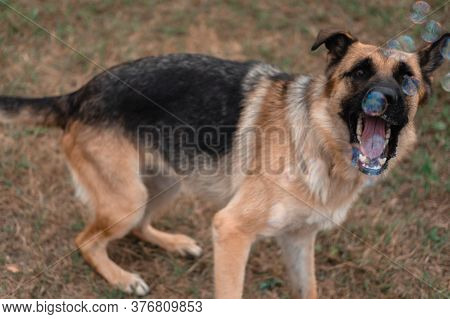 A German Shepherd Plays With Soap Bubbles. The Dog Catches Soap Bubbles With Its Mouth, Games With T