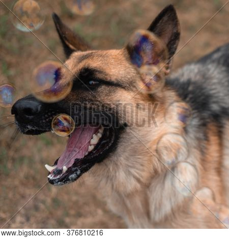 A German Shepherd Plays With Soap Bubbles. The Dog Catches Soap Bubbles With Its Mouth, Games With T