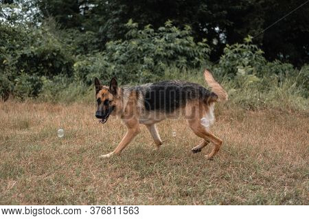 A German Shepherd Plays With Soap Bubbles. The Dog Catches Soap Bubbles With Its Mouth, Games With T