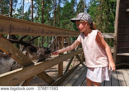 Espoo, Finland - June 27, 2020: Reindeer In Nuuksio Reindeer Park. The Girl Feeding A Reindeer In Th