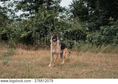 A German Shepherd Plays With Soap Bubbles. The Dog Catches Soap Bubbles With Its Mouth, Games With T