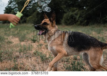 A German Shepherd Plays With Soap Bubbles. The Dog Catches Soap Bubbles With Its Mouth, Games With T